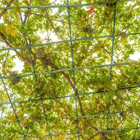 Kokonis House Case de vacanță *